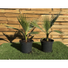 SUBLIMES PALMIERS WASHINGTONIA FILIFERA