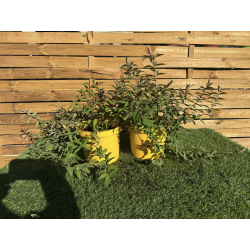 SUBLIMES MILLPERTUIS (millepertuis hypericum x moserianum)