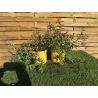 SUBLIMES MILLPERTUIS (millepertuis hypericum x moserianum)