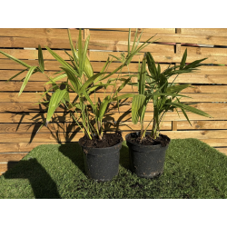 SUBLIMES PALMIERS TRACHYCARPUS FORTUNEI DOUBLES TRONCS