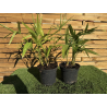 SUBLIMES PALMIERS TRACHYCARPUS FORTUNEI DOUBLES TRONCS