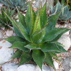 SUBLIMES AGAVES MONTANA