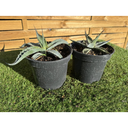 SUBLIMES AGAVES MONTANA