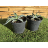 SUBLIMES AGAVES MONTANA