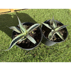 SUBLIMES AGAVES MONTANA
