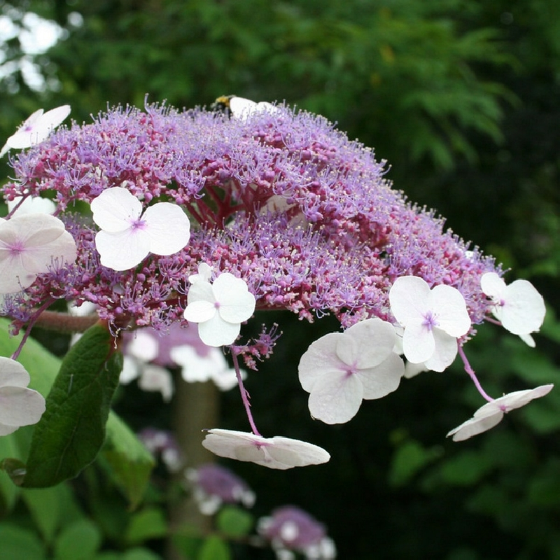 SUBLIMES HORTENSIA ASPERA HOT CHOCOLATE