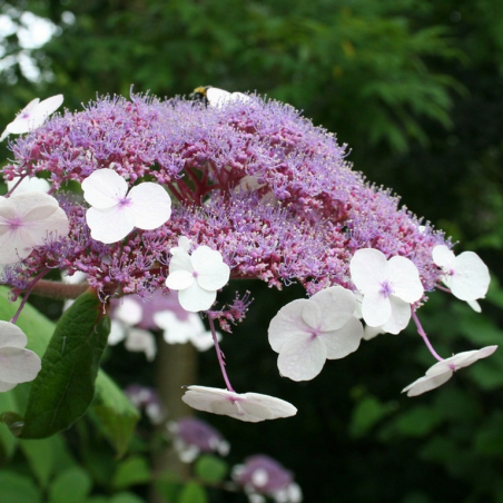 SUBLIMES HORTENSIA ASPERA...