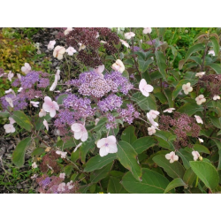 SUBLIMES HORTENSIA ASPERA HOT CHOCOLATE