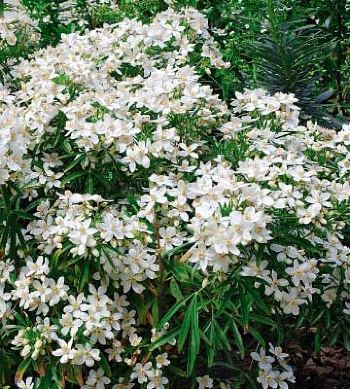 SUBLIMES ORANGERS DU MEXIQUE Choisya ternata