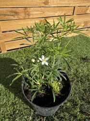 SUBLIMES ORANGERS DU MEXIQUE Choisya ternata