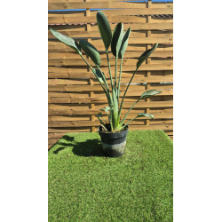 magnifiques oiseaux de paradis (strelitzia reginae)