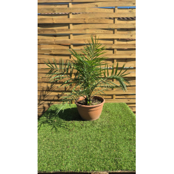 SUBLIMES PALMIERS PHOENIX CANARIENSIS