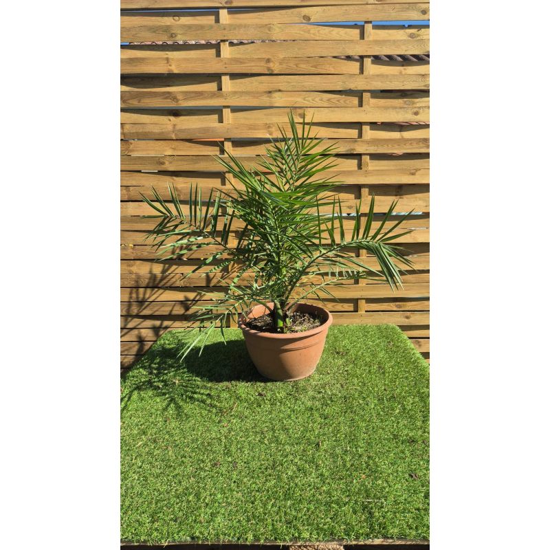SUBLIMES PALMIERS PHOENIX CANARIENSIS