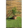 SUBLIMES PALMIERS PHOENIX CANARIENSIS