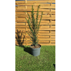 SUBLIMES TAXUS BACCATA (ifs)