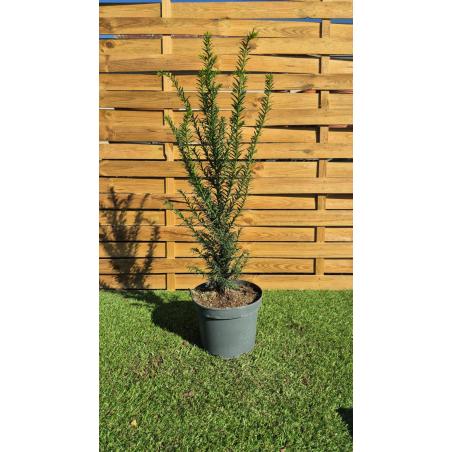 SUBLIMES TAXUS BACCATA (ifs)