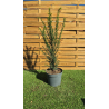 SUBLIMES TAXUS BACCATA (ifs)