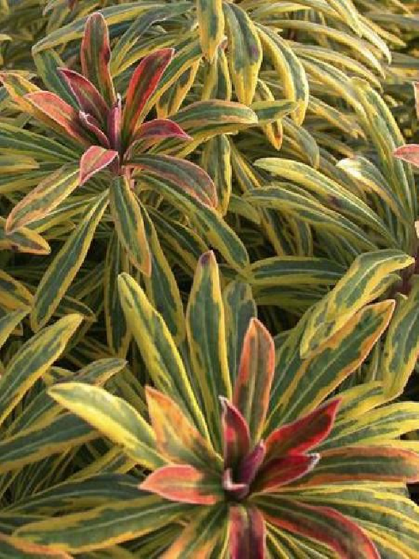 superbes EUPHORBIA ascoot rainbow