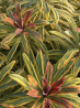 superbes EUPHORBIA ascoot rainbow