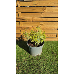 superbes EUPHORBIA ascoot rainbow