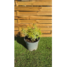 superbes EUPHORBIA ascoot rainbow