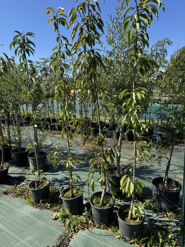 SUBLIMES CERISIERS BURLAT