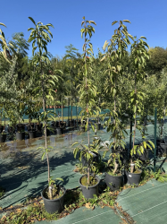 SUBLIMES CERISIERS BURLAT