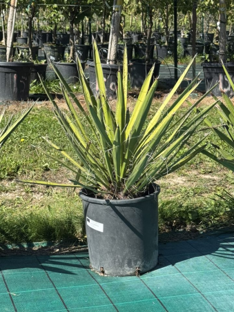 DESTOCKAGE YUCCA CARNEROSANA