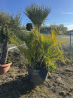 NOUVEAUTE ce Superbe PALMIER HUMILIS VF46