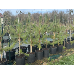 SUBLIMES Pinus sylvestris Norska