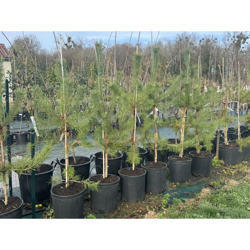 SUBLIMES Pinus sylvestris Norska