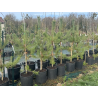 SUBLIMES Pinus sylvestris Norska
