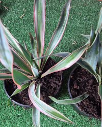 Superbes YUCCA GLORIOSA VARIEGATA