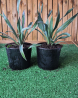 Superbes YUCCA GLORIOSA VARIEGATA