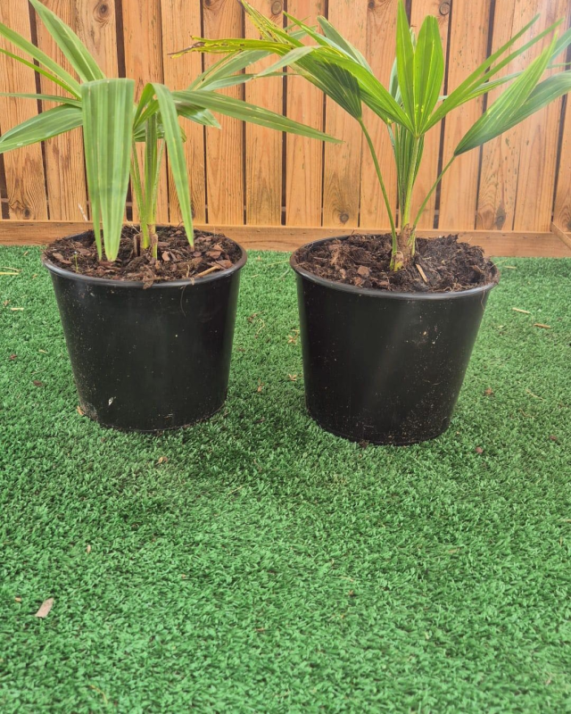 SUBLIMES PALMIERS TRACHYCARPUS FORTUNEI