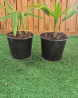 SUBLIMES PALMIERS TRACHYCARPUS FORTUNEI