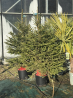 Superbes sapins épicéa en pot avec racines