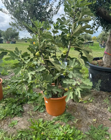 SUPERBES FIGUIERS GOUTTE DE...