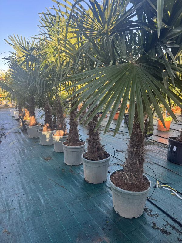 SUPERBES PALMIERS TRACHYCARPUS FORTUNEI