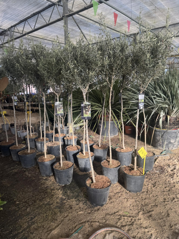 🔥NOUVEAUTÉ a 98€ seulement 🔥 sublimes OLIVIERS olea europea