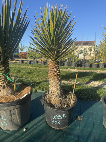 💥NOUVEAUTE à 199€ l'un...