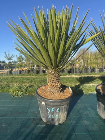 💥NOUVEAUTE à 269€ l'un...