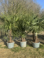 💥NOUVEAUTE à 350€ l'un seulement !!!! SUPERBES PALMIERS TRACHYCARPUS FORTUNEI MULTI TRONCS