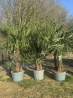 💥NOUVEAUTE à 350€ l'un seulement !!!! SUPERBES PALMIERS TRACHYCARPUS FORTUNEI MULTI TRONCS