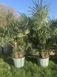 💥NOUVEAUTE à 350€ l'un seulement !!!! SUPERBES PALMIERS TRACHYCARPUS FORTUNEI MULTI TRONCS
