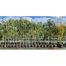 SUPERBES ALBIZIA OMBRELLA ARBRE
