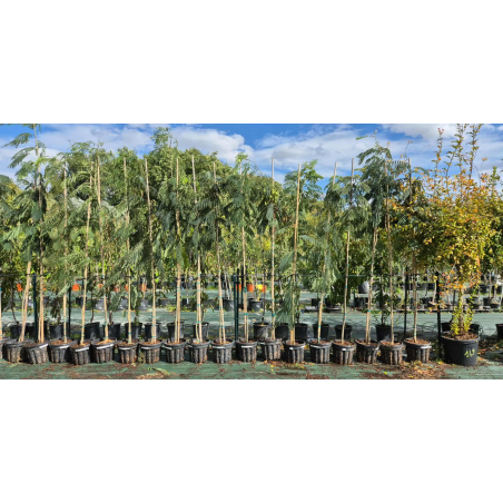 SUPERBES ALBIZIA OMBRELLA...