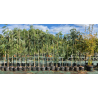 SUPERBES ALBIZIA OMBRELLA ARBRE