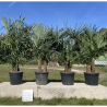 TRACHYCARPUS FORTUNEI MULTI TRONCS