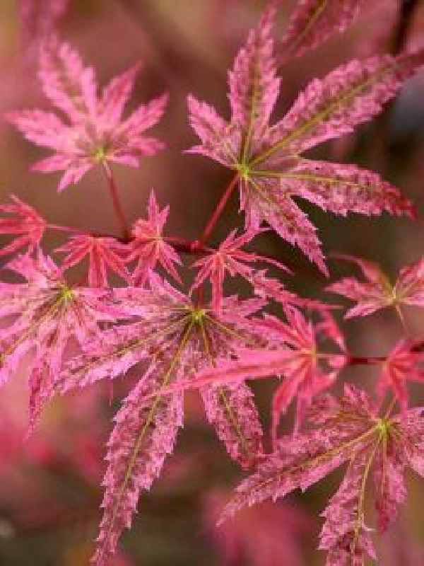 SUPERBES ERABLE DU JAPON PINK EXTRAVAGANZA